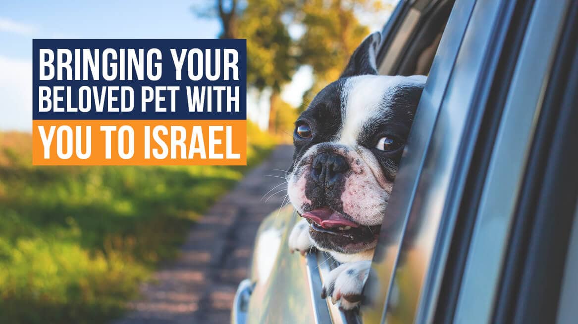 Bringing Your Beloved Pet with You to Israel