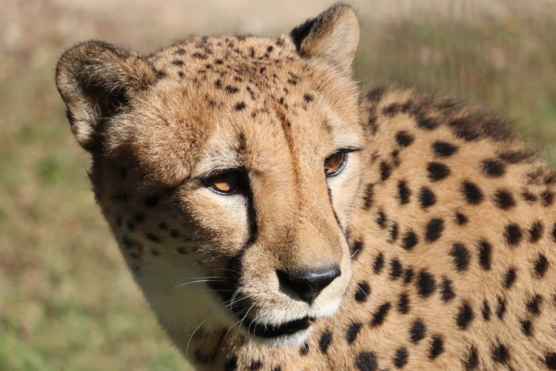 cheetah