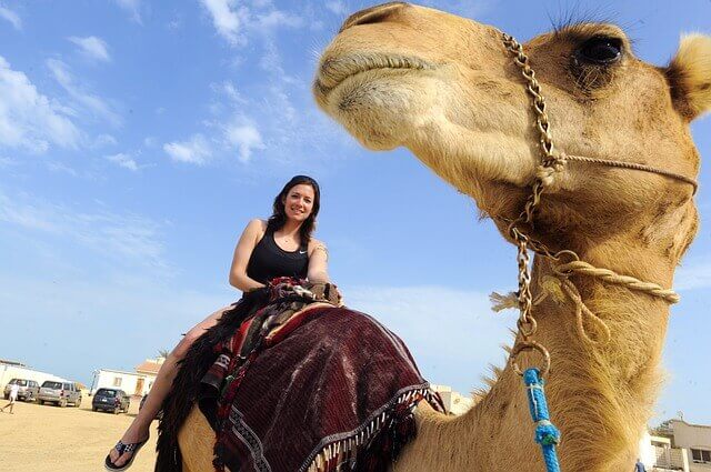 Camel ride in the Negev