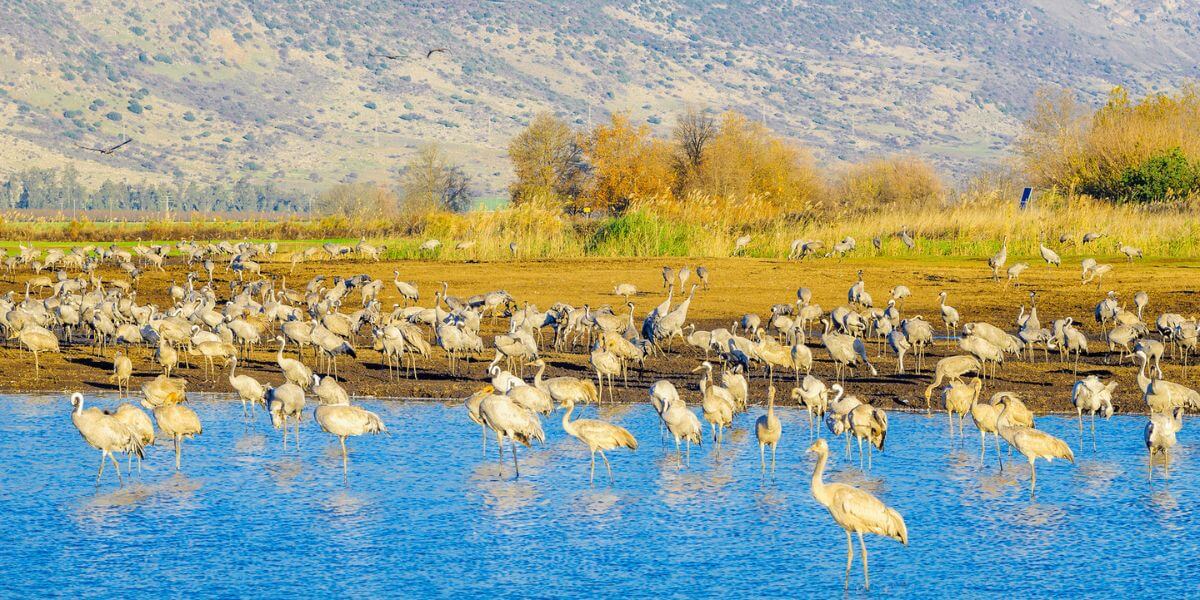 See the wild life in Agamon Hahula Israel