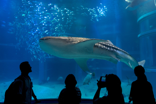 osaka aquarium
